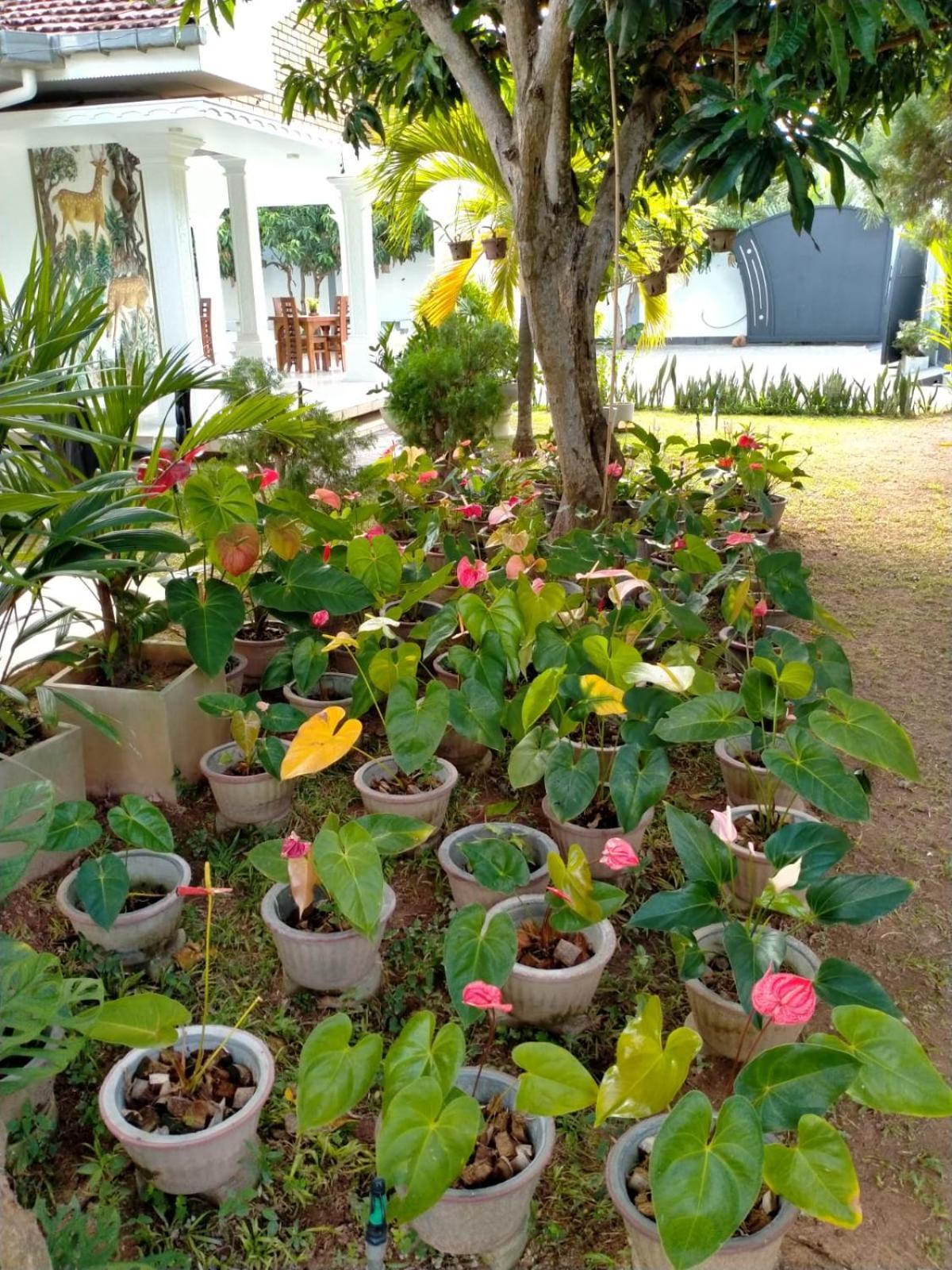 Holidays Hotel Nainamadama Exterior photo